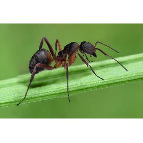 Red Ant Bug 3D